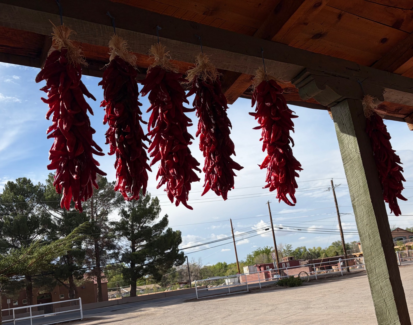 This is my view from the porch.  Red chilis hang in the afternoon sun as I write this.  These chilis had not dried out too much and I enjoyed one while punching keys on the laptop.  The pepper I had must have been medium in heat.  The first few bites were the sweetest pepper I have ever had, but as I approached the seeds, the heat built perfectly.